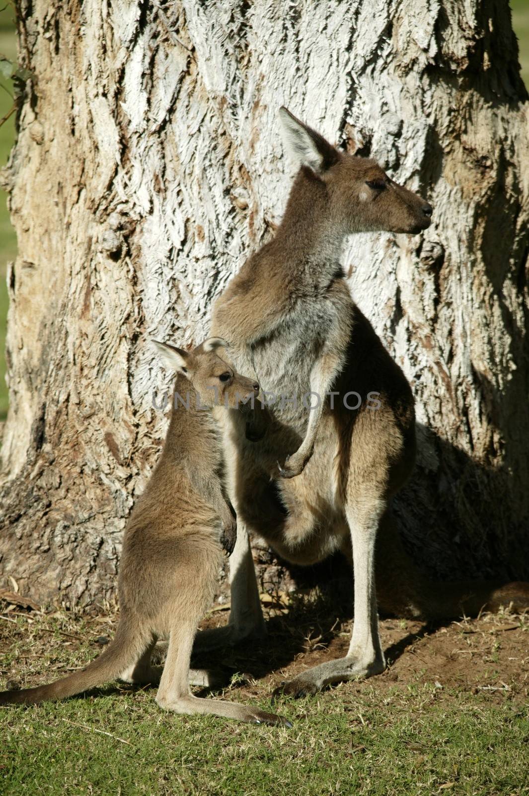 Australian Western Grey Kangaroos in open bushland