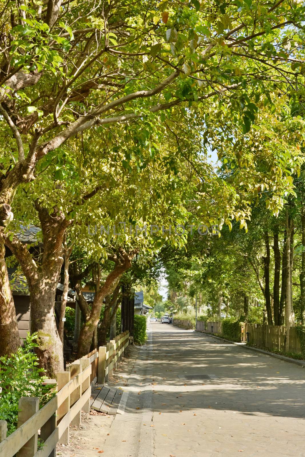 Street road with tree, shot at Luodong Forestry Culture Garden, Yilan, Taiwan, Asia.