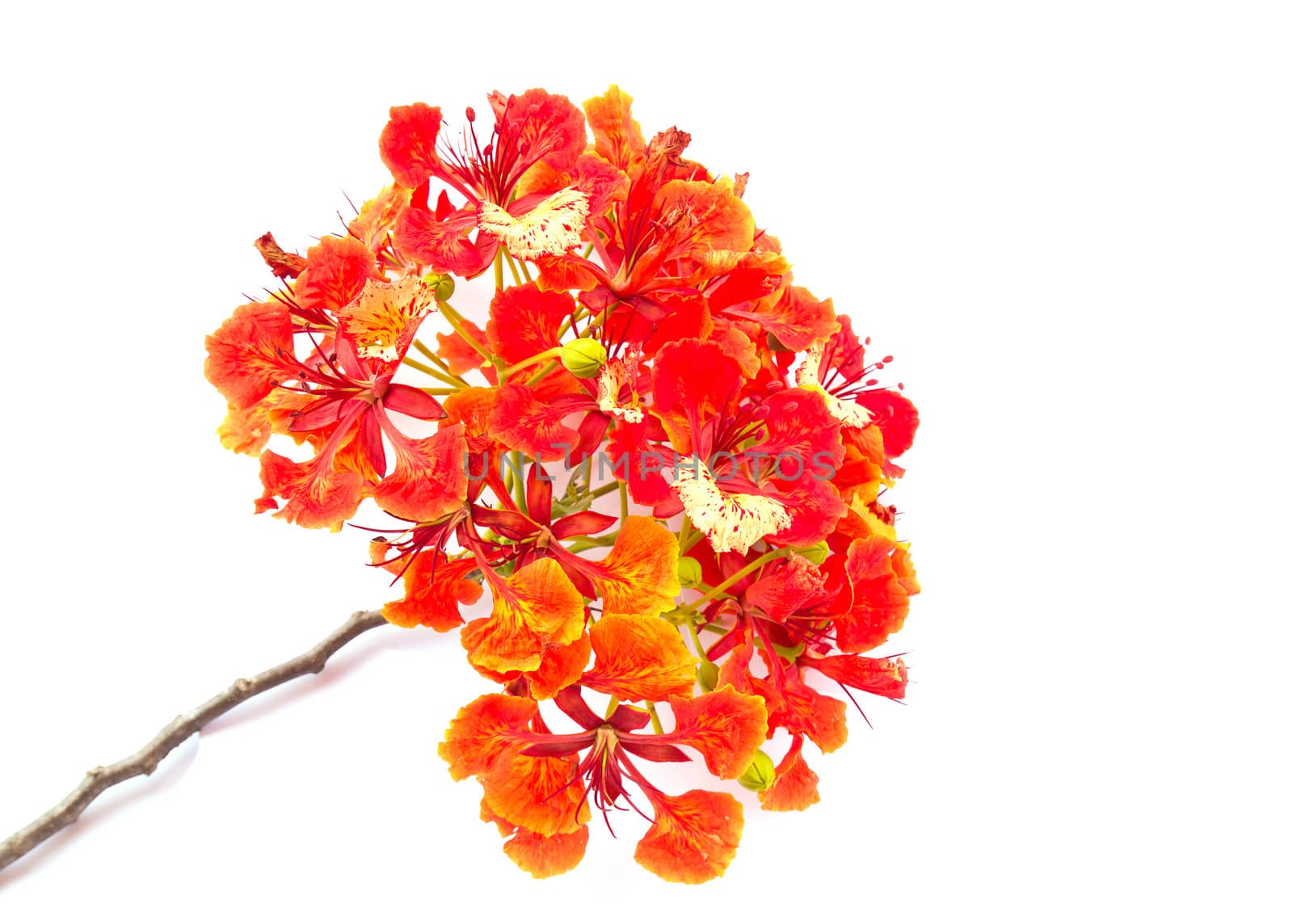 Closeup Pride of Barbados, Isolated on white Background