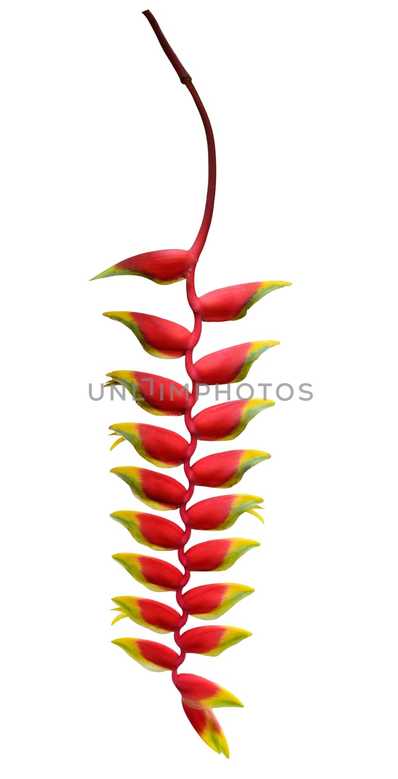 Heliconia flower isolated on white background