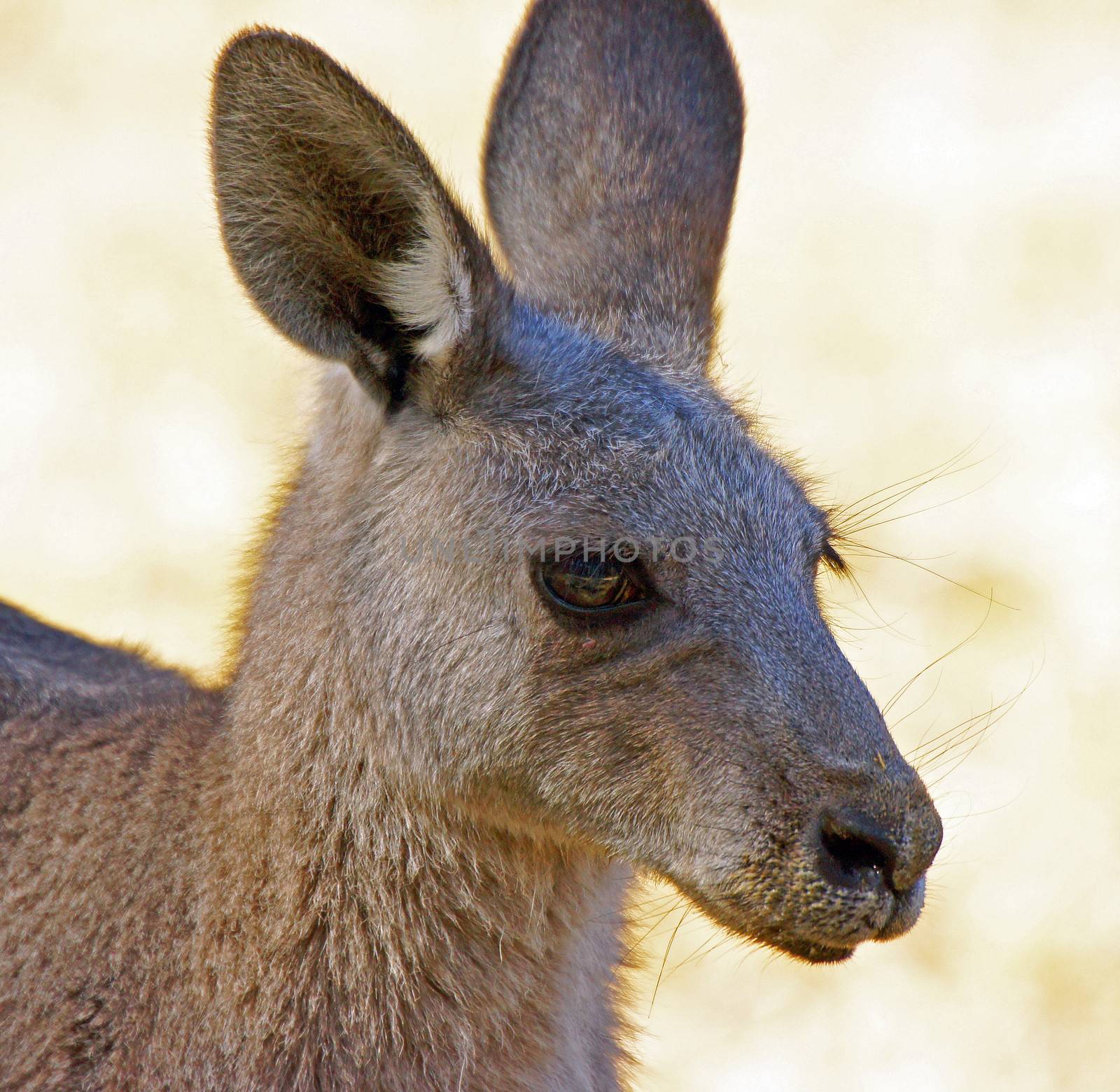 Great Grey Kangaroo, Grampians, Australia by alfotokunst