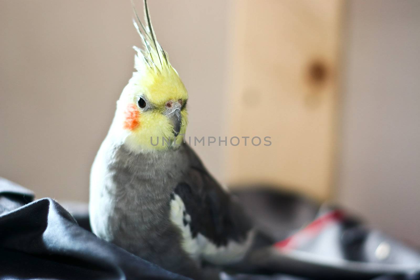 A Cockatiel is resting on cage