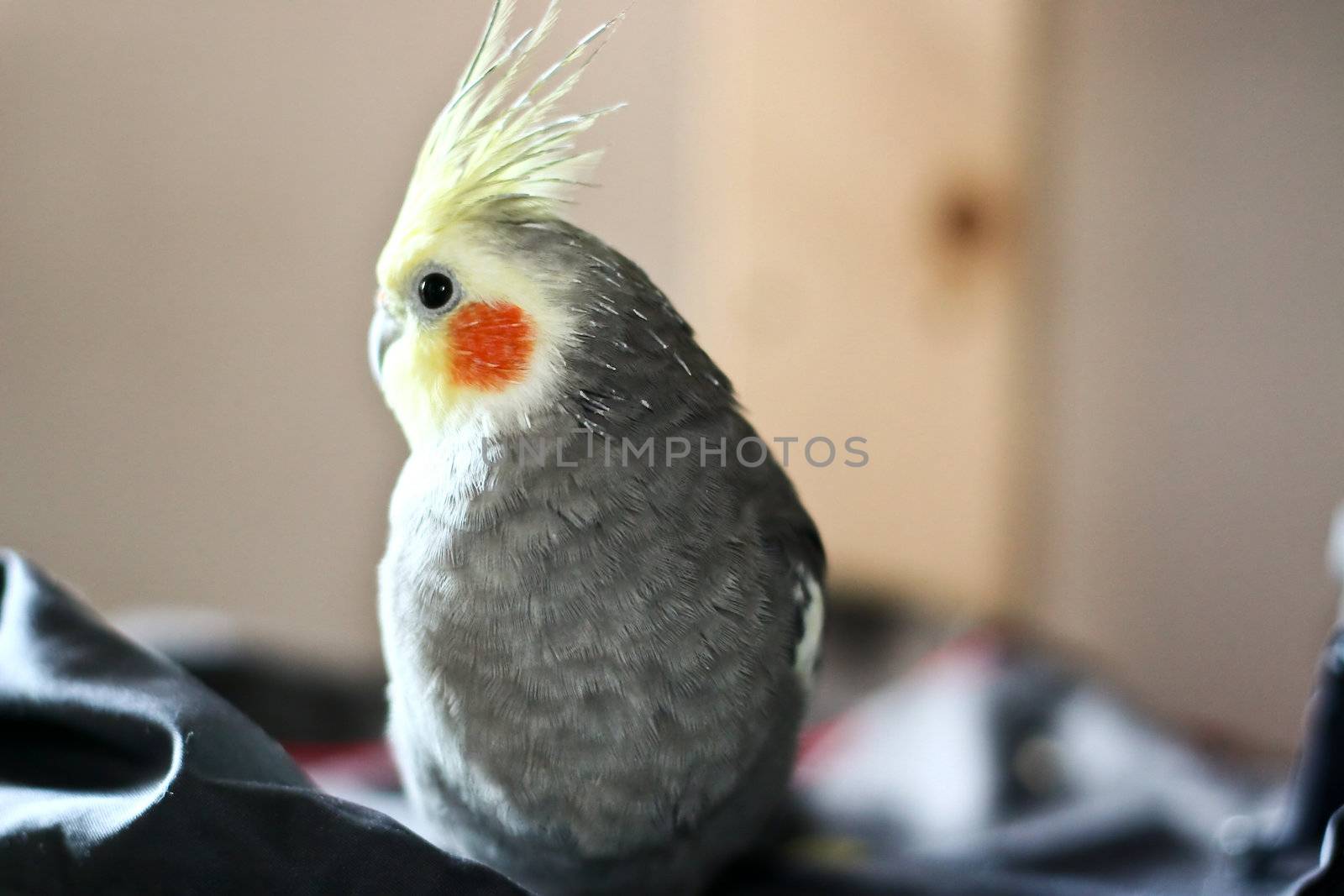 A Cockatiel is resting on cage