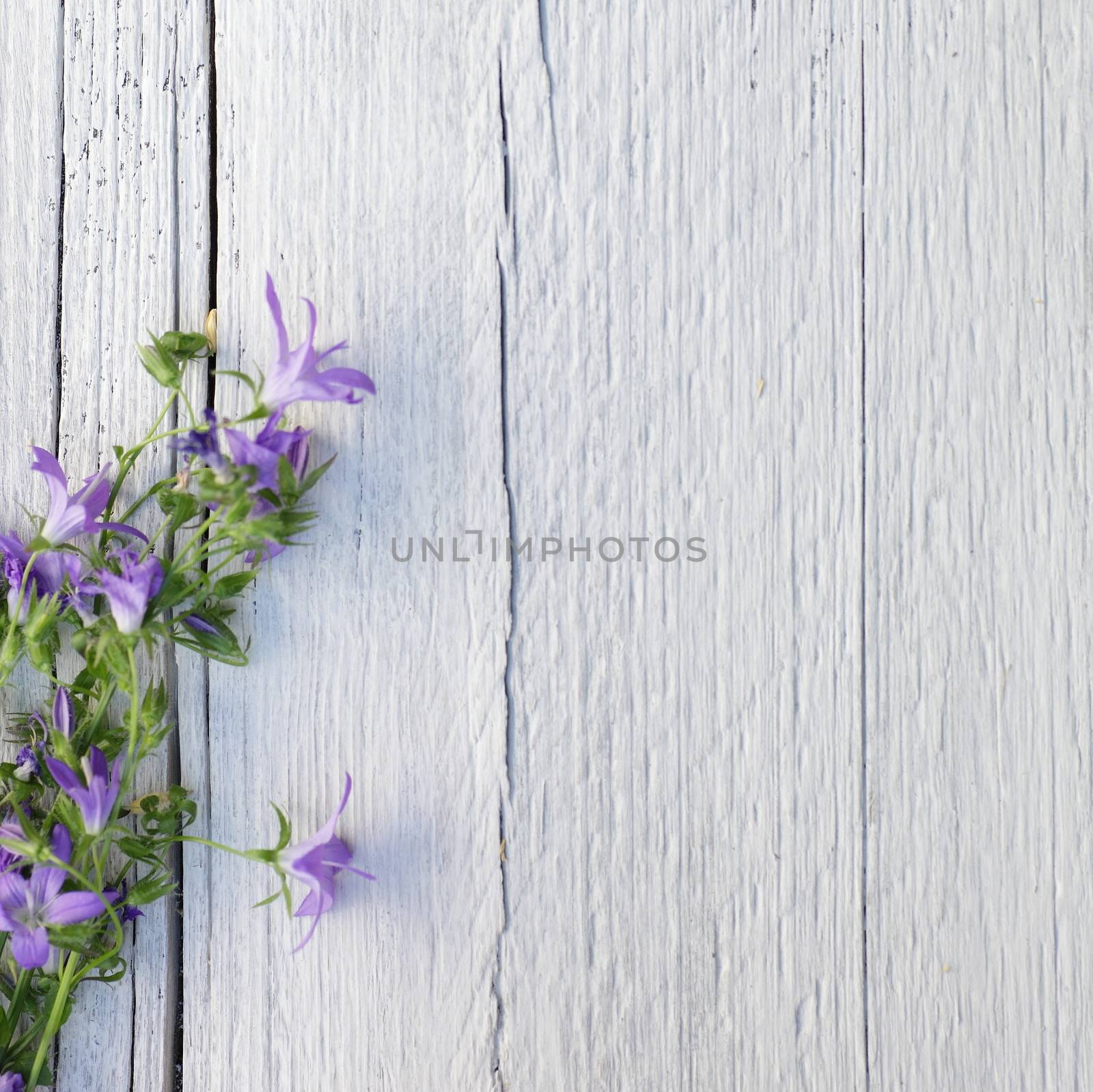 Bunch of delicate small purple flowers on white painted wood with cracks and a rough grain texture with copyspace for your greeting or text