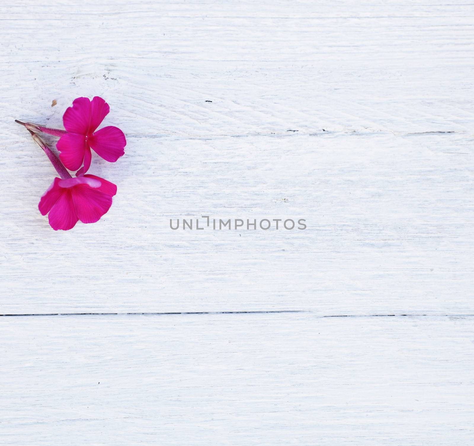 Rustic white wood background with rough painted boards and two pretty dainty magenta flowers arranged in the corner with copyspace
