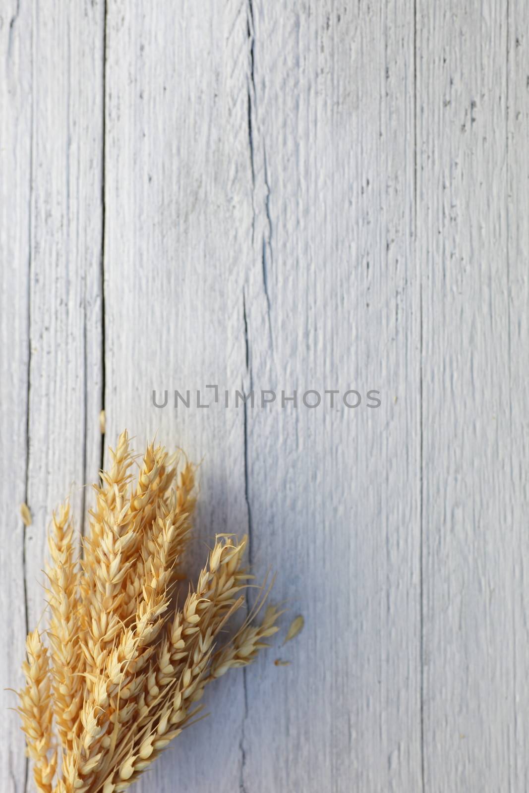 Bunch of ripe wheat on a white wood background by Farina6000