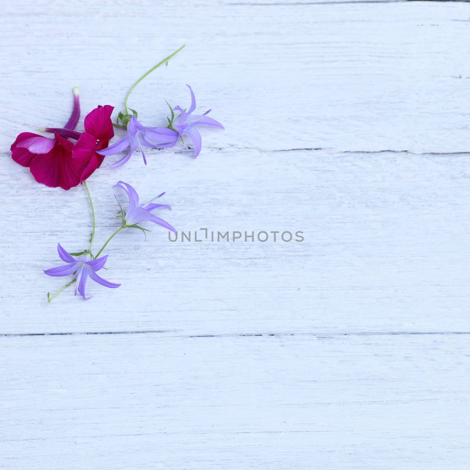 Small arrangement of delicate pretty purple and magenta summer flowers on a painted white wood background with texture and copyspace