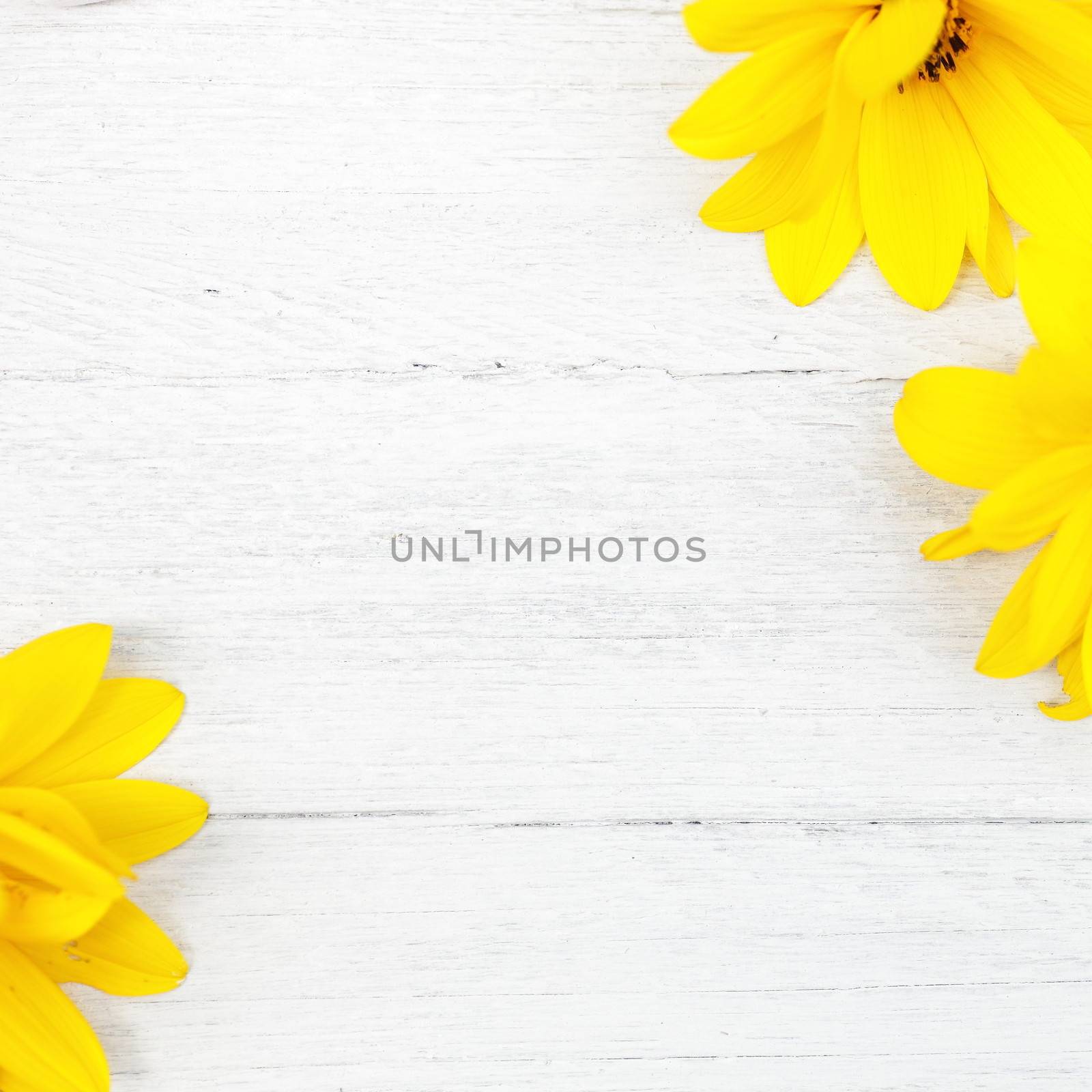 Textured white painted wood background with pretty vibrant yellow summer flowers in two diagonal corners and copyspace between