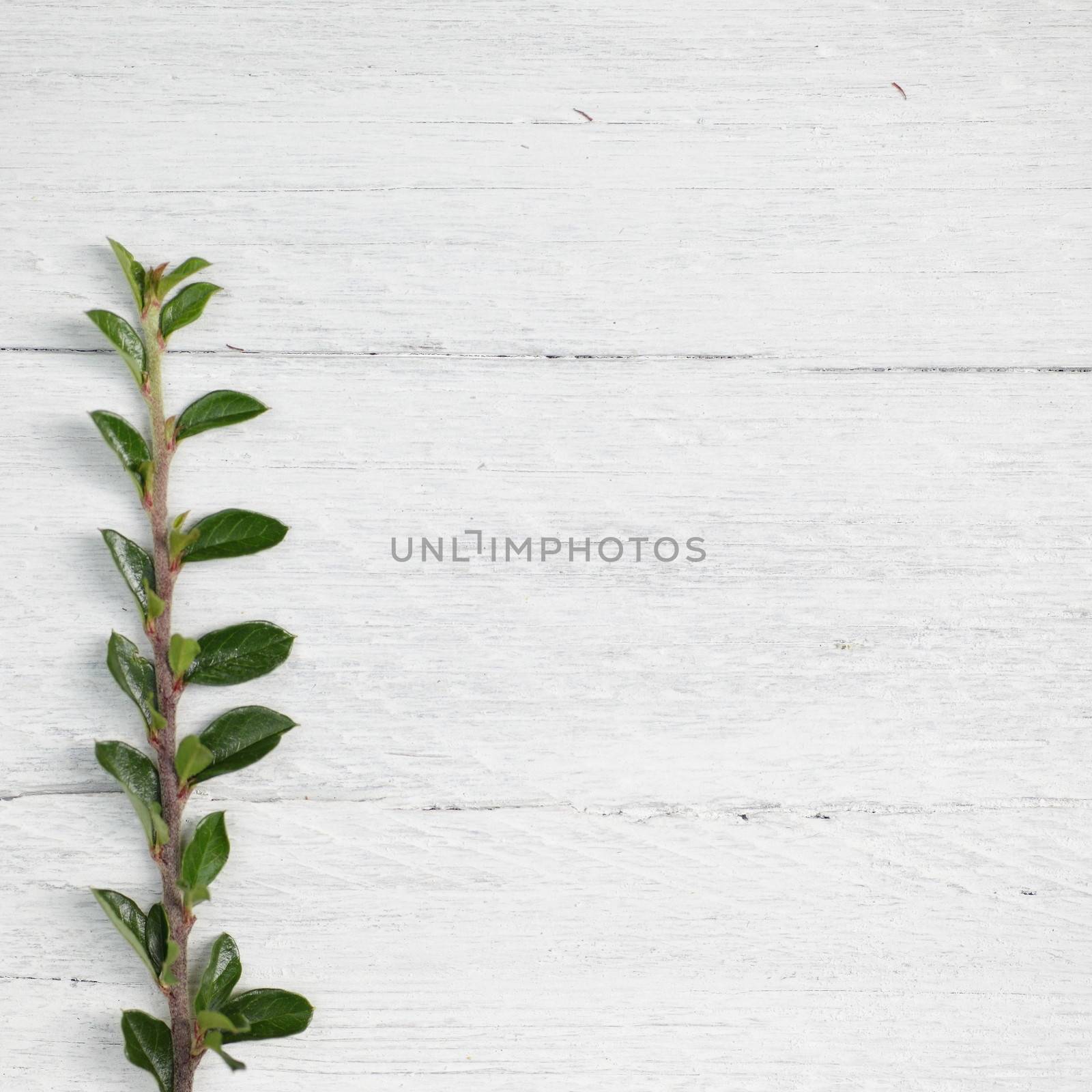 Border of a single straight twig of fresh green leaves lying to the side of a textured background of white painted rough wooden planks with woodgrain and cracks and copyspace for your text
