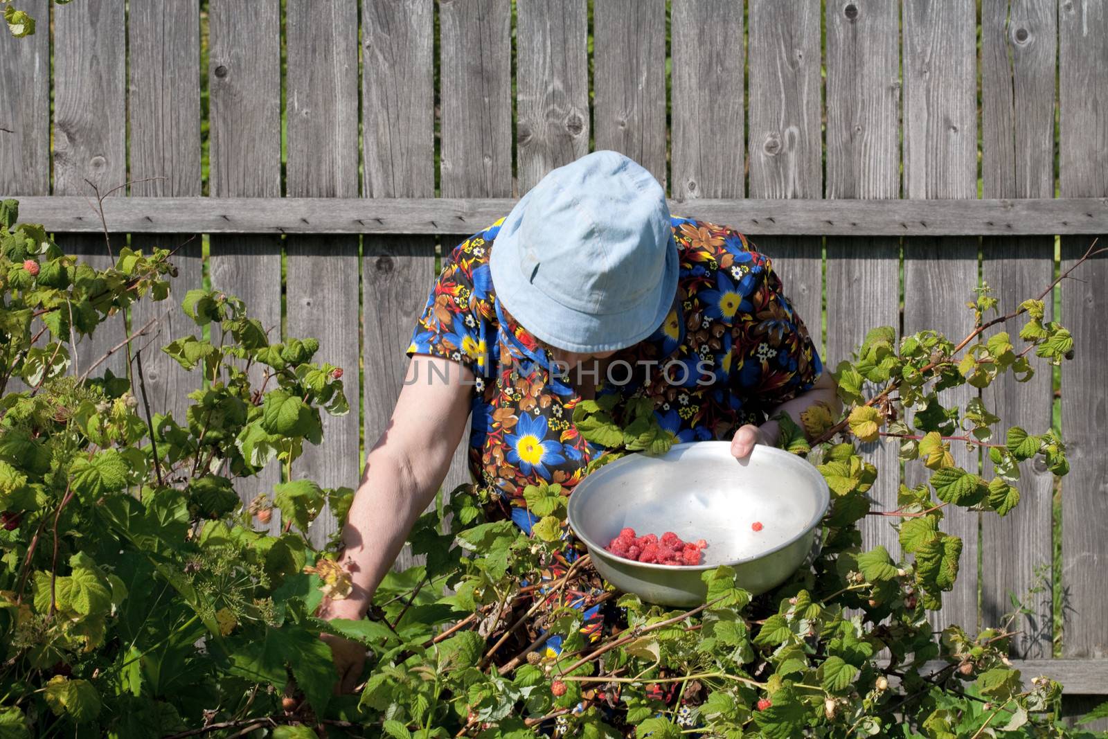  old woman collects berries of a raspberry