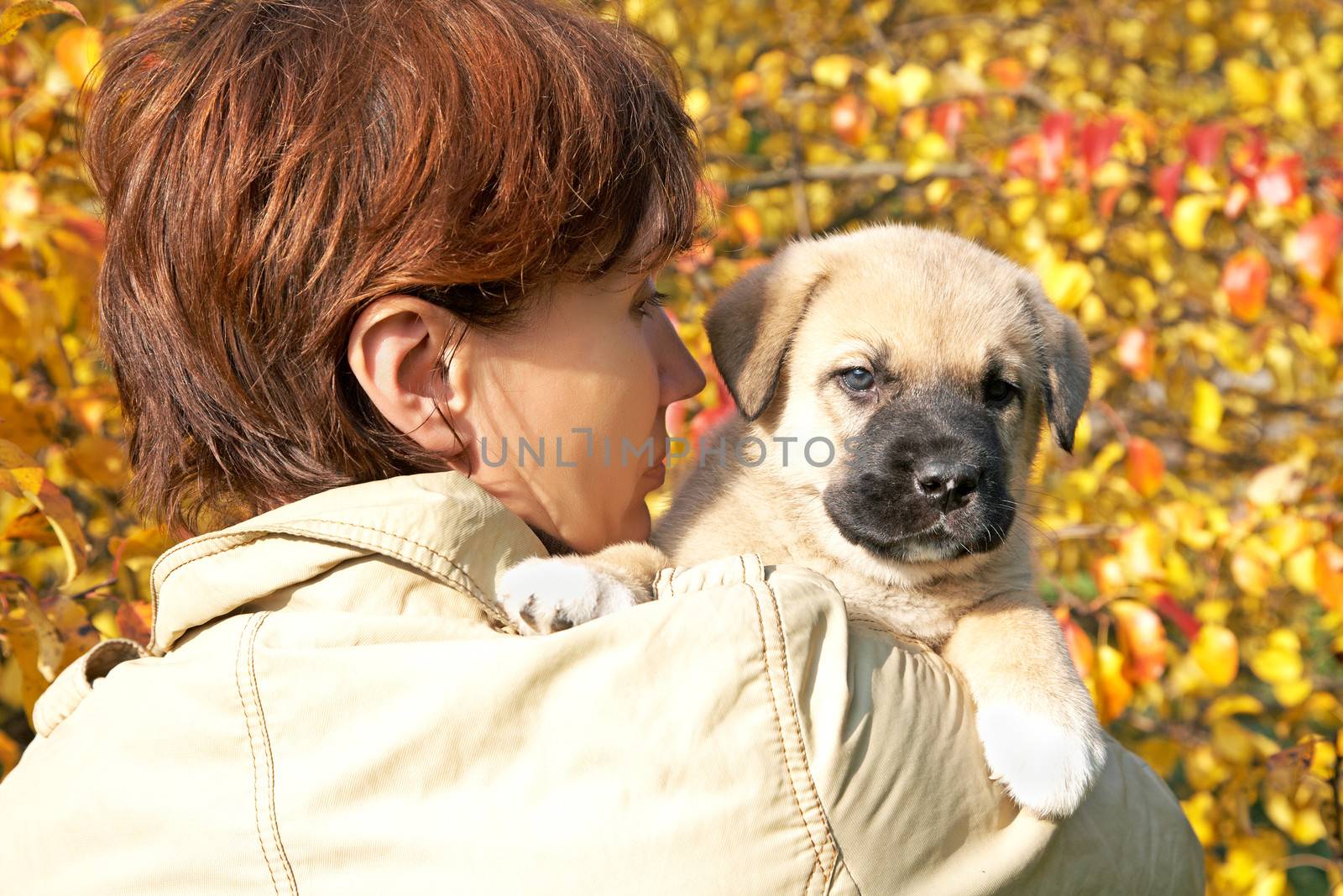 The woman with a puppy in hands against autumn leaves