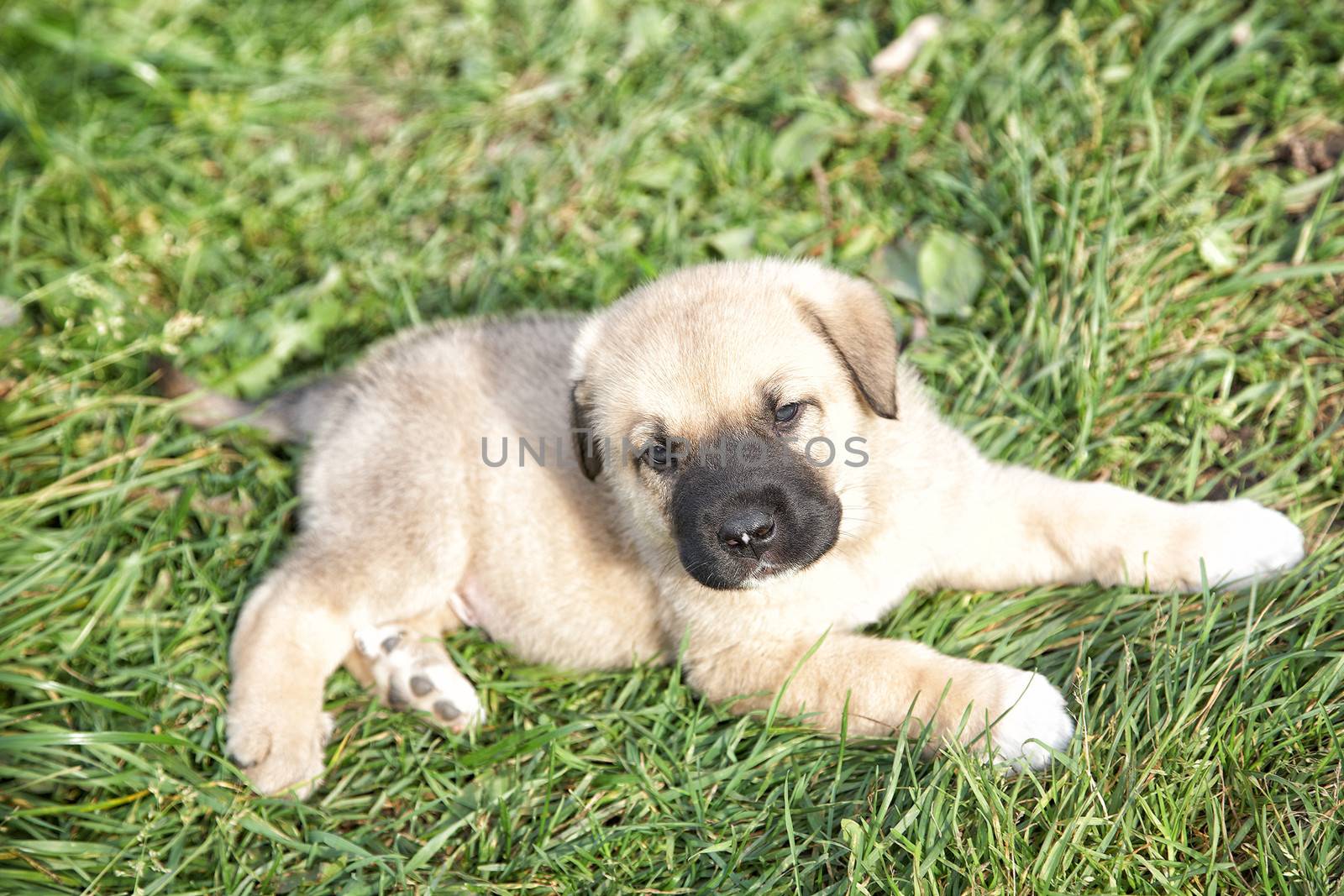 Puppy of the Spanish mastiff in the afternoon on the nature