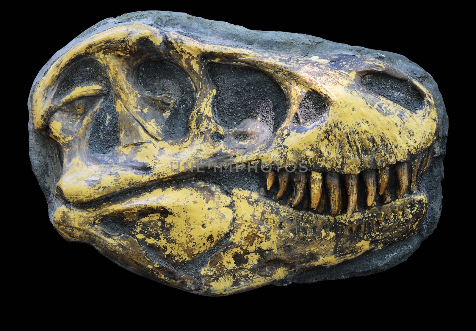 tyrannosaurus rex head with clipping path  by sarkao