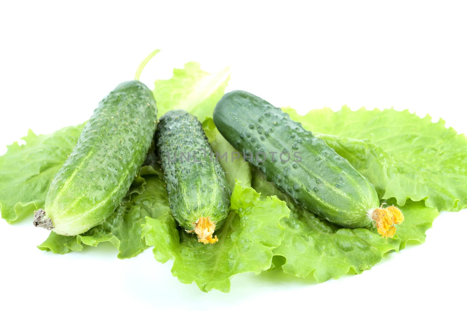 Green cucumbers on salad leaves isolated  white background