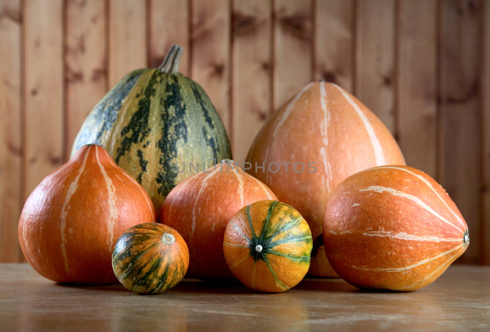 Vegetable marrow and pumpkins against a board wall