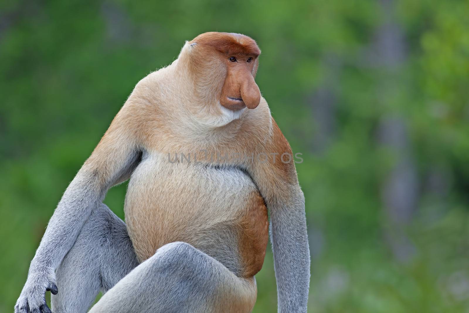 Proboscis monkey in the mangrove in Labuk Bay, Borneo