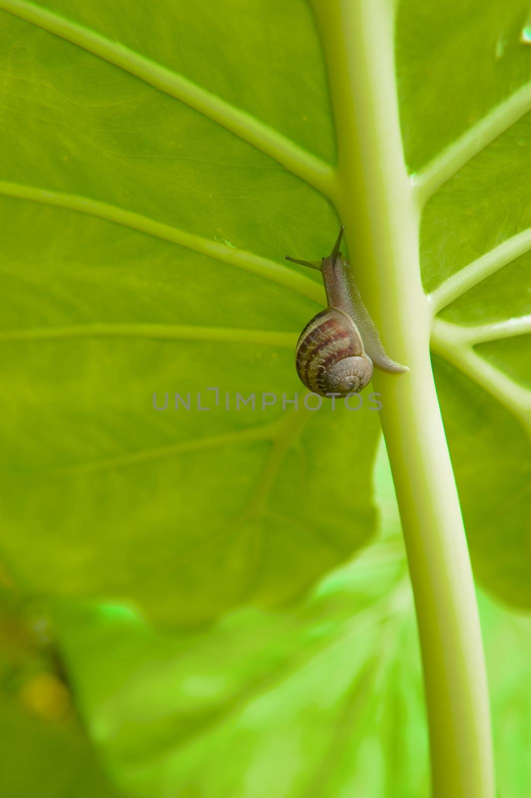 Slimy snails climbing up the main stalk of an Elephant Ear leaf