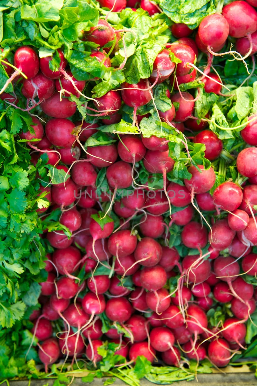 Stack of red radishes with green leaves in a grocery store's produce department