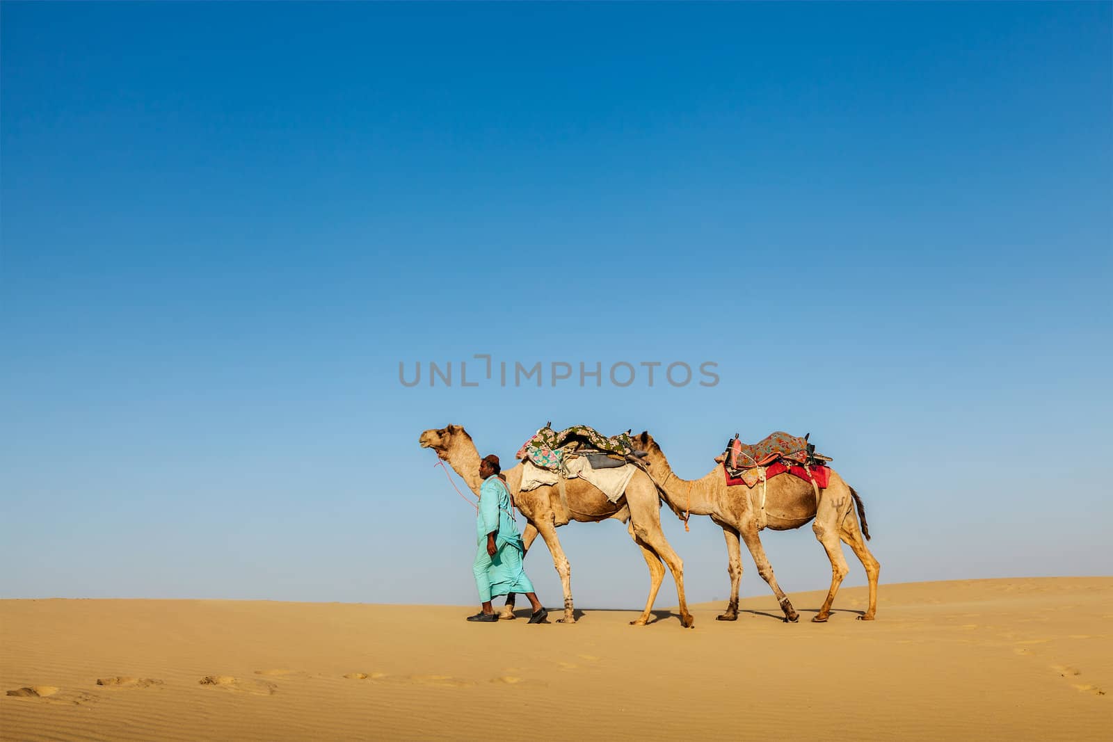 Cameleer (camel driver) with camels in Rajasthan, India by dimol