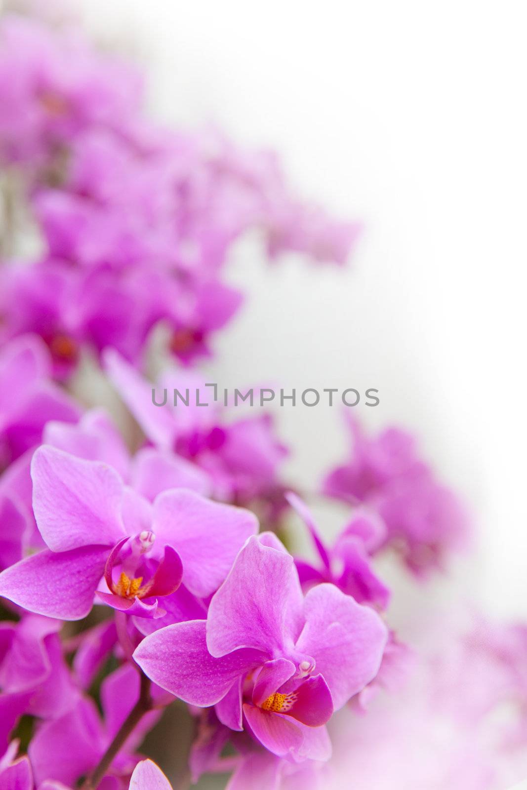 beautiful of tropical orchid flower blooming show shallow depth  by khunaspix