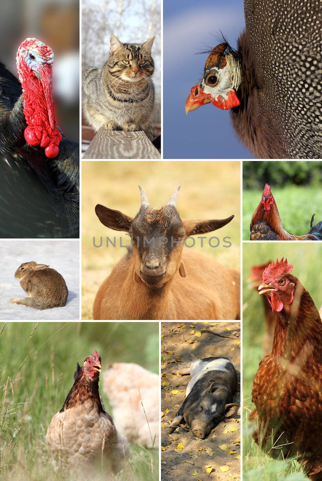 collage with different farm animals by taviphoto