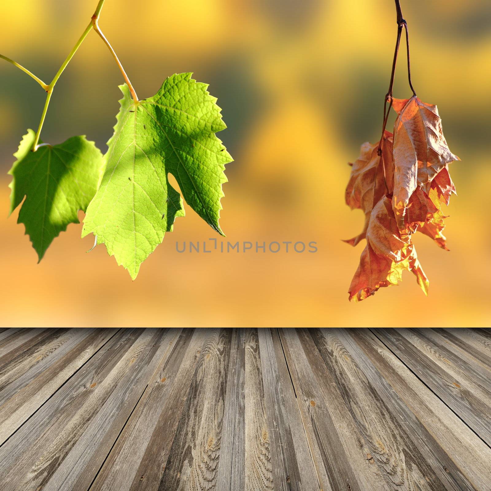 wooden terrace floor in vineyard with view to dead and alive leaves