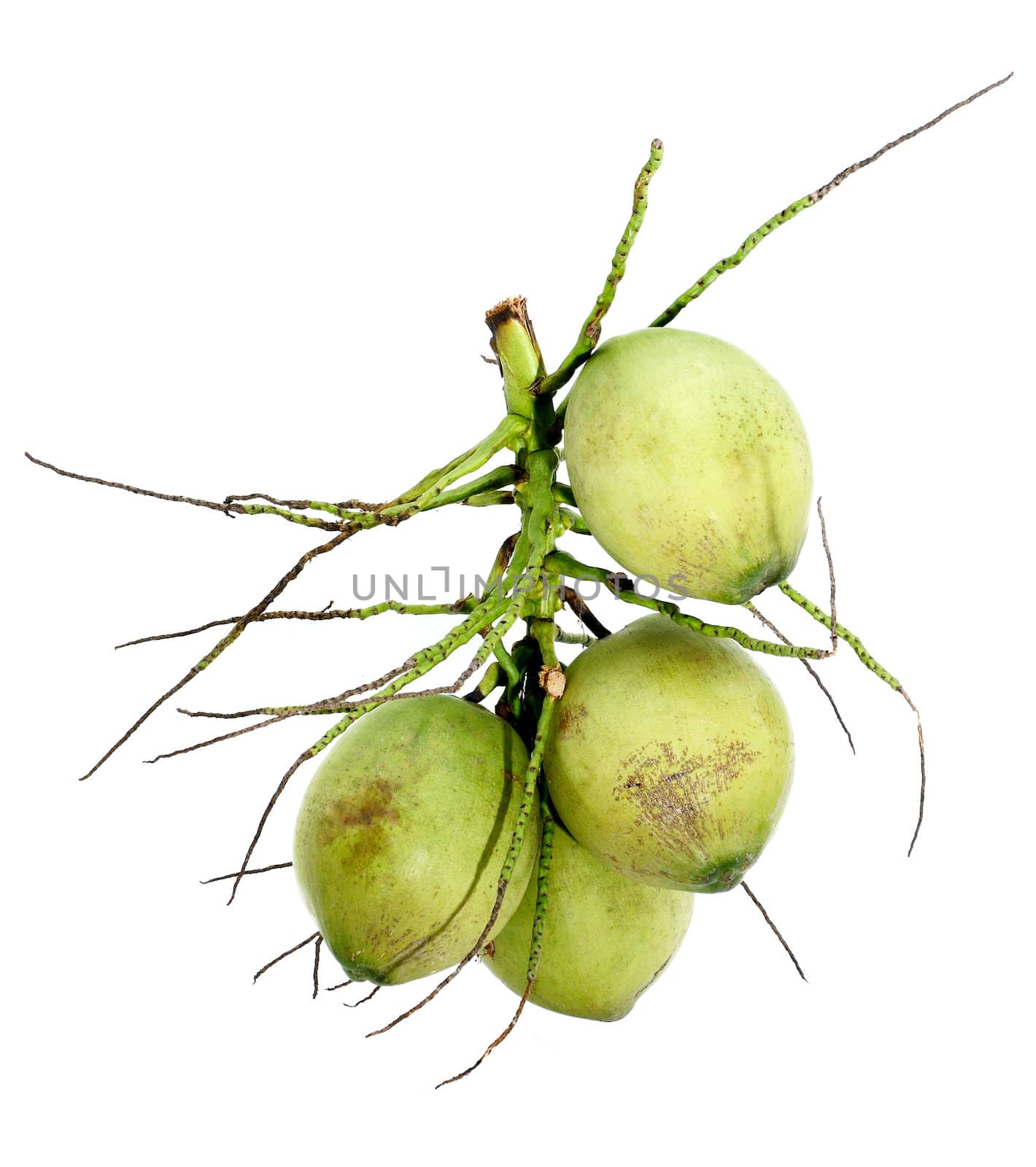 Coconut fruit isolated on white background