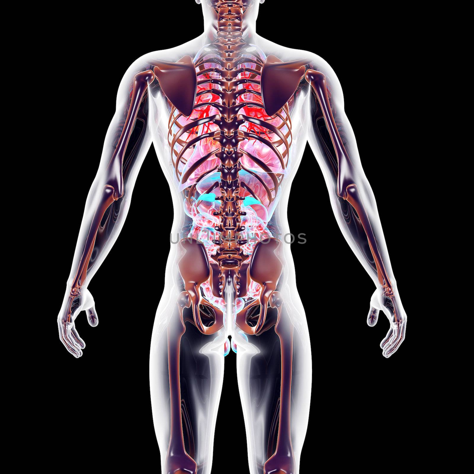 The internal adrenal Organs. 3D rendered anatomical illustration.