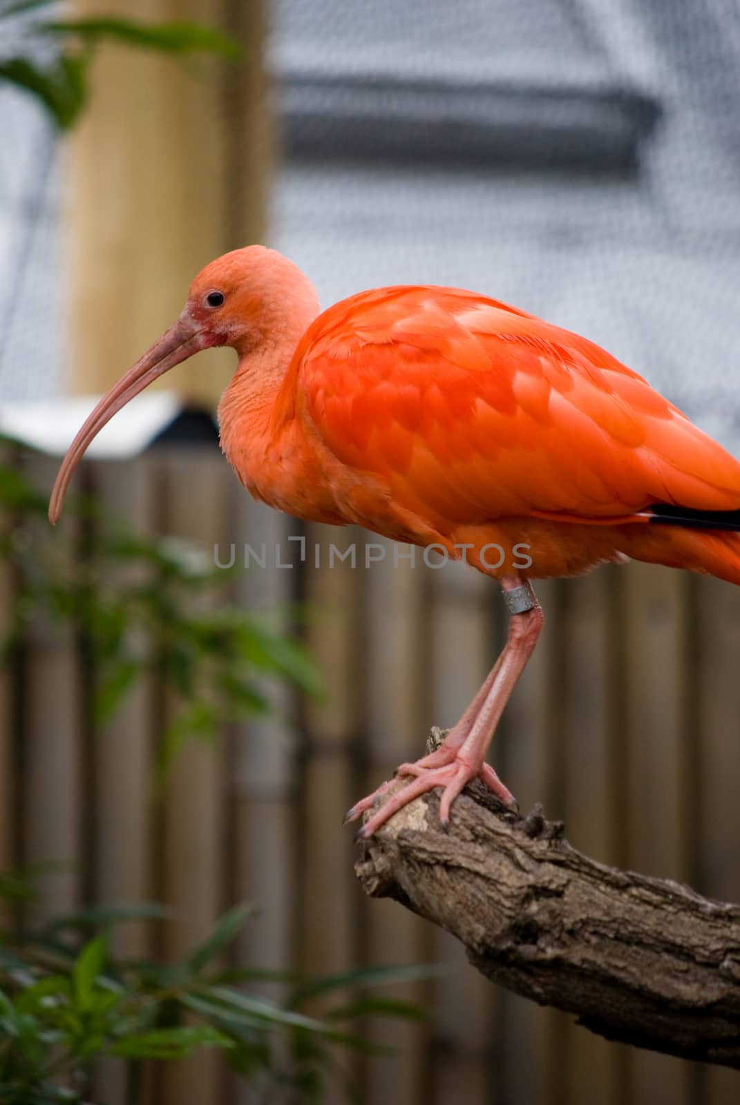 pink ibis