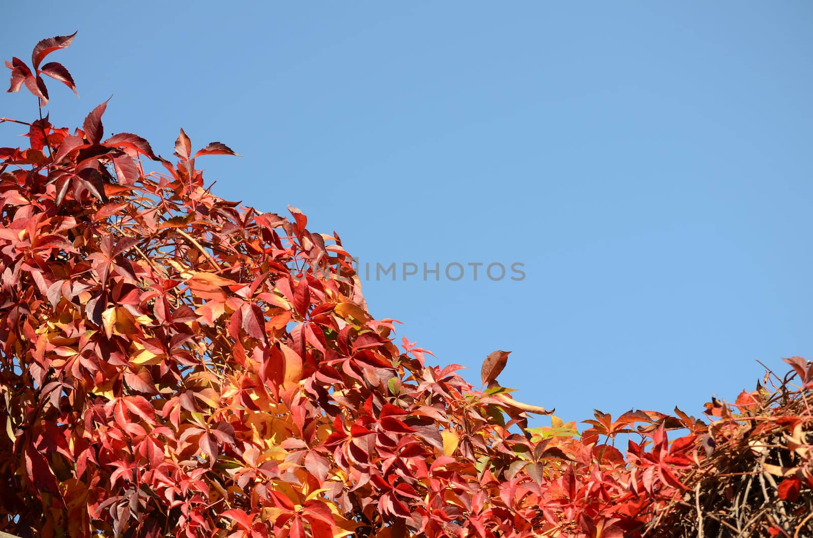 colorful autumn leaves with space for your text