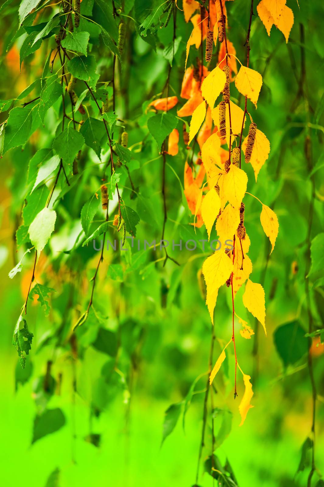 Yellowing birch leaves on a background of green leaves by kosmsos111
