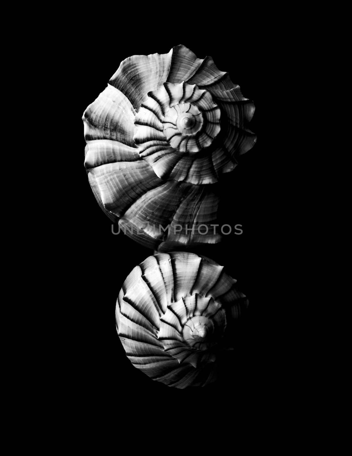black and white seashell background in nature

