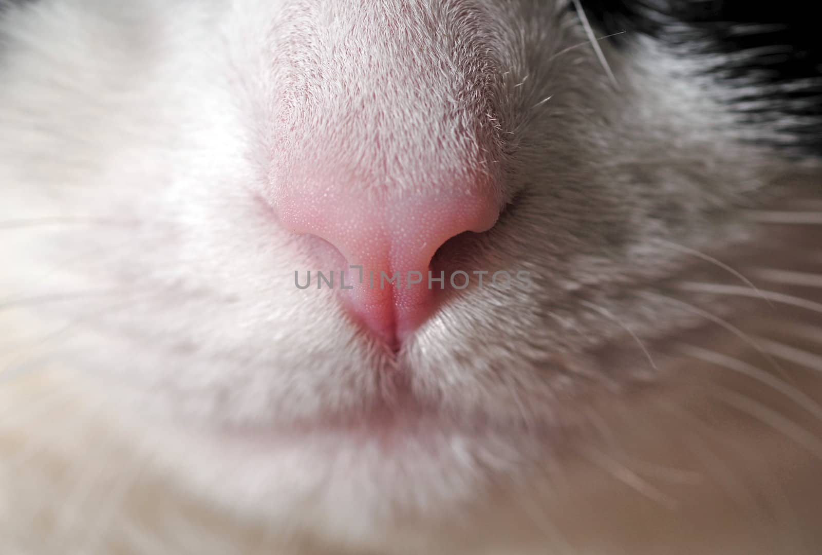 pink cat nose by ftlaudgirl