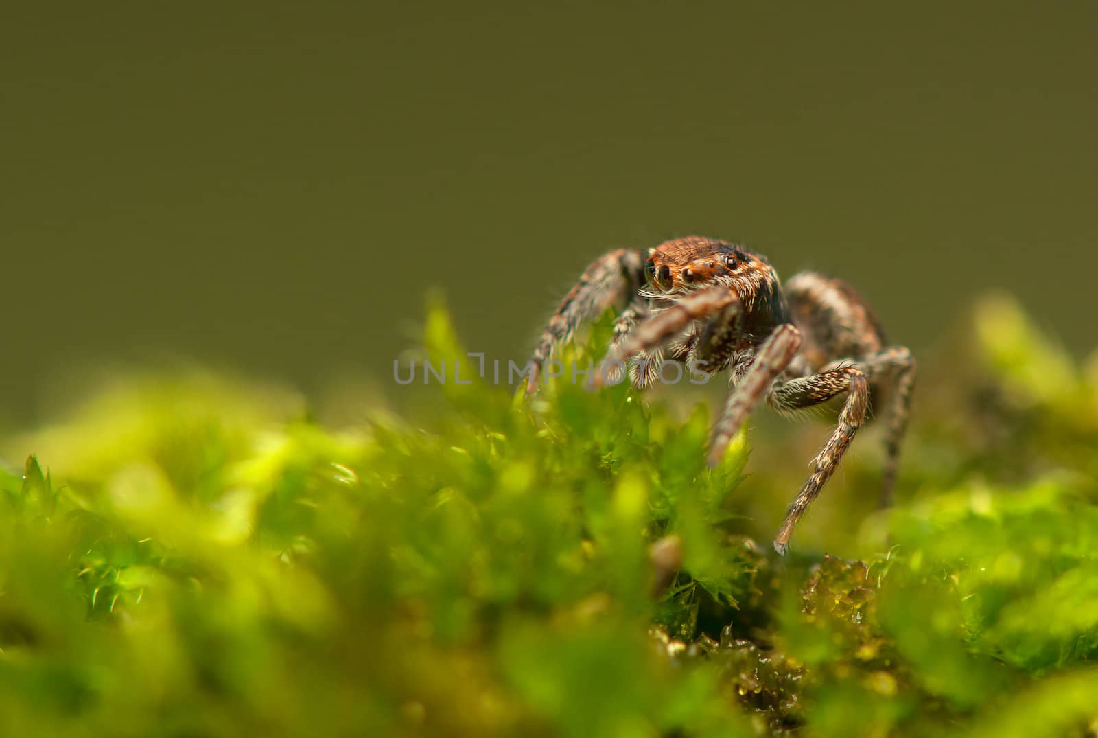 Evarcha - Jumping spider by Gucio_55
