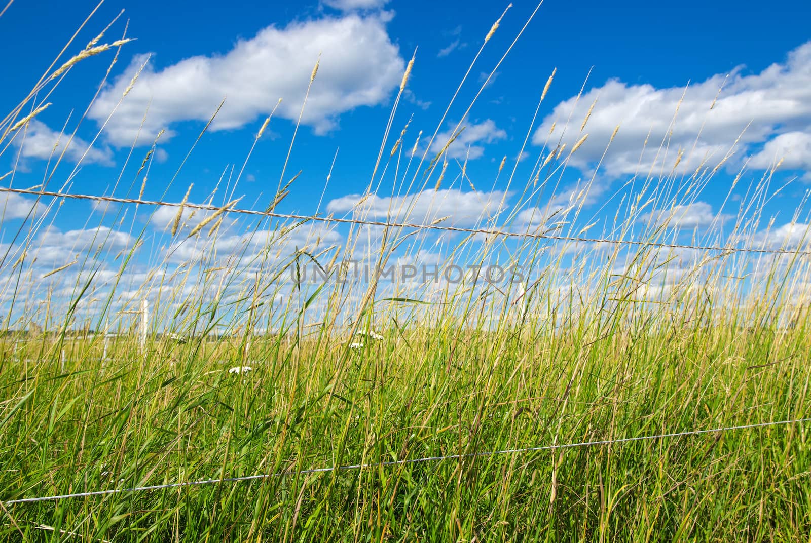 Green field on a farm, under the blue sky with clouds.