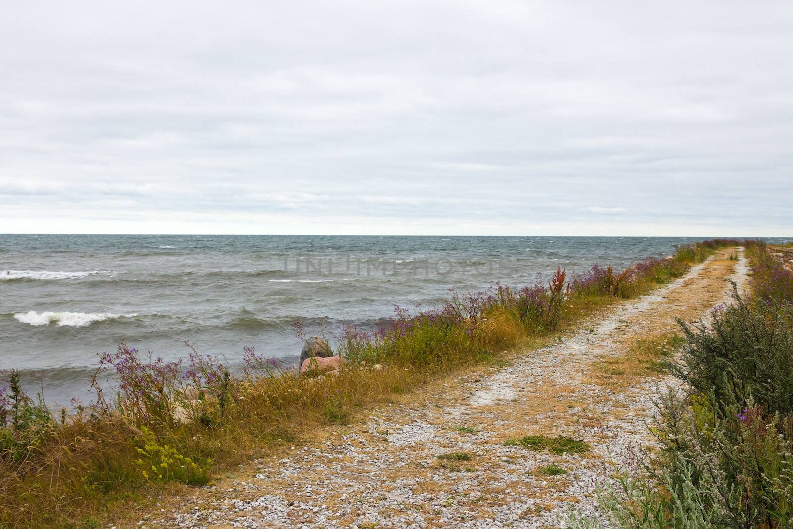 Road along the seaside. Nordic nature of Gotland, Sweden.