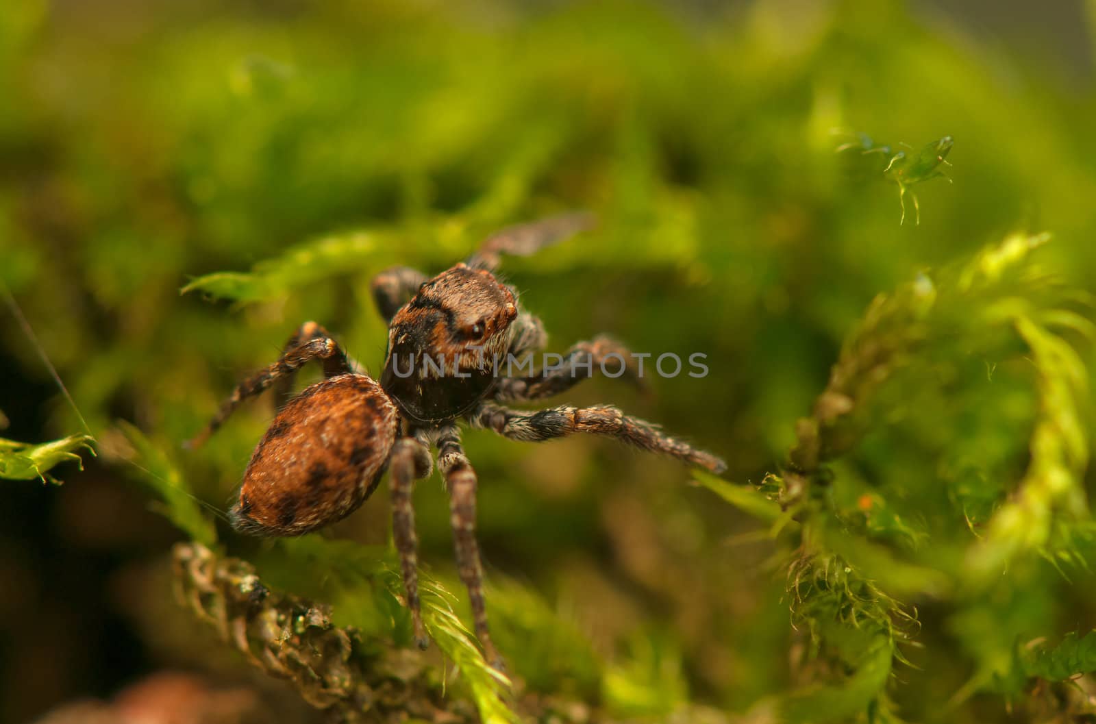 Evarcha - Jumping spider by Gucio_55