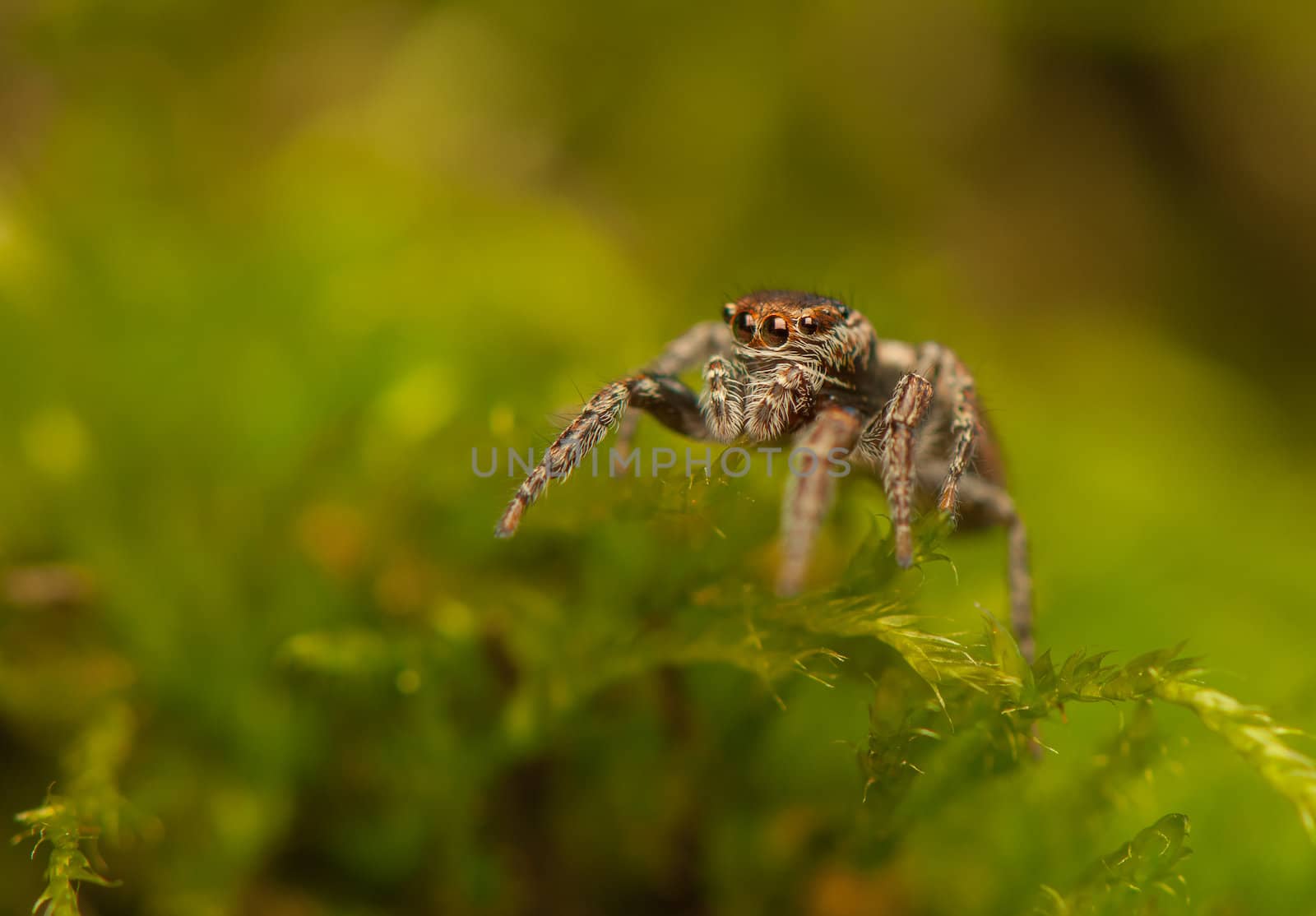 Evarcha - Jumping spider by Gucio_55