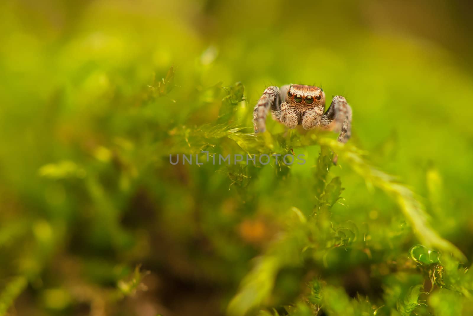 Evarcha - Jumping spider by Gucio_55