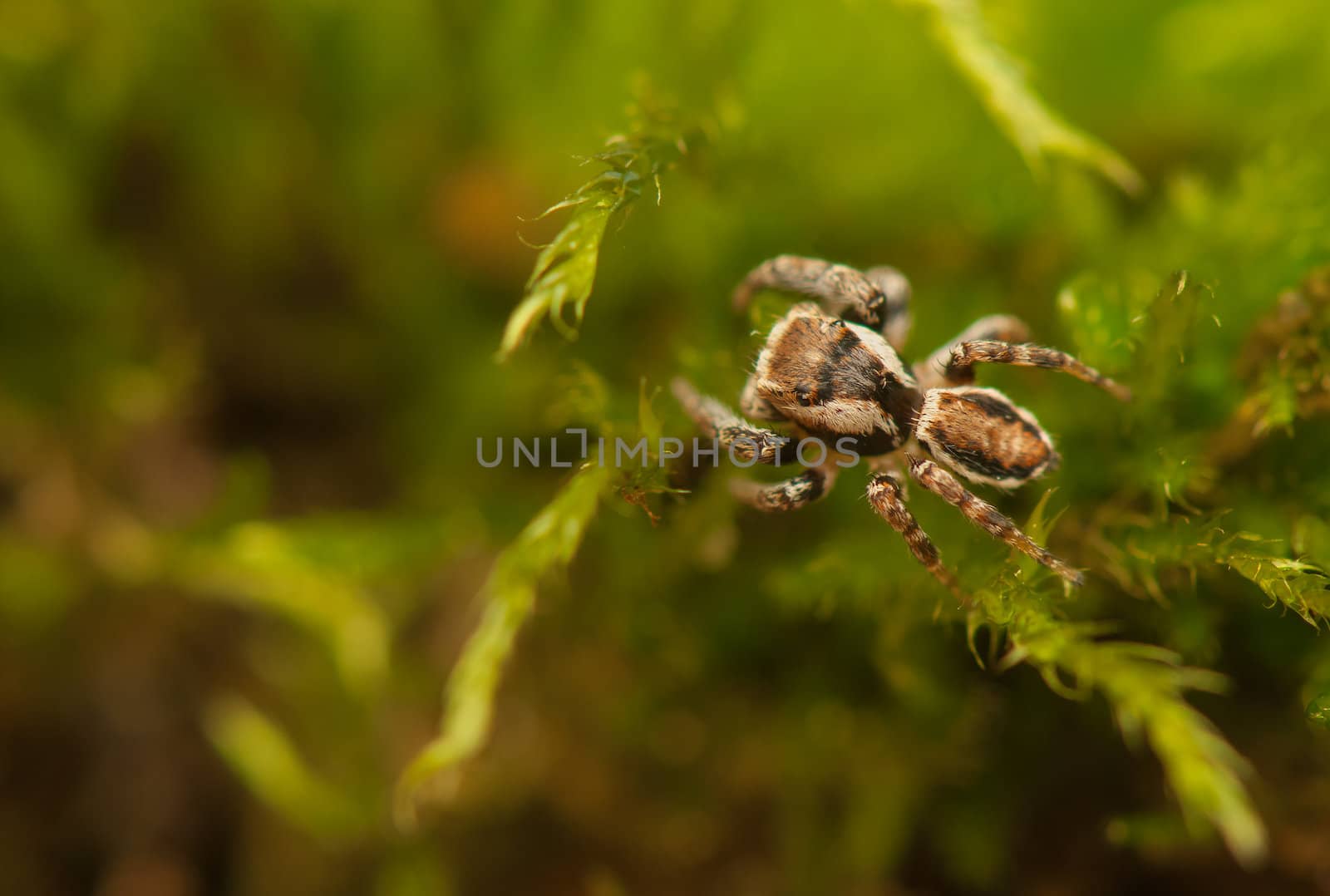 Evarcha - Jumping spider by Gucio_55