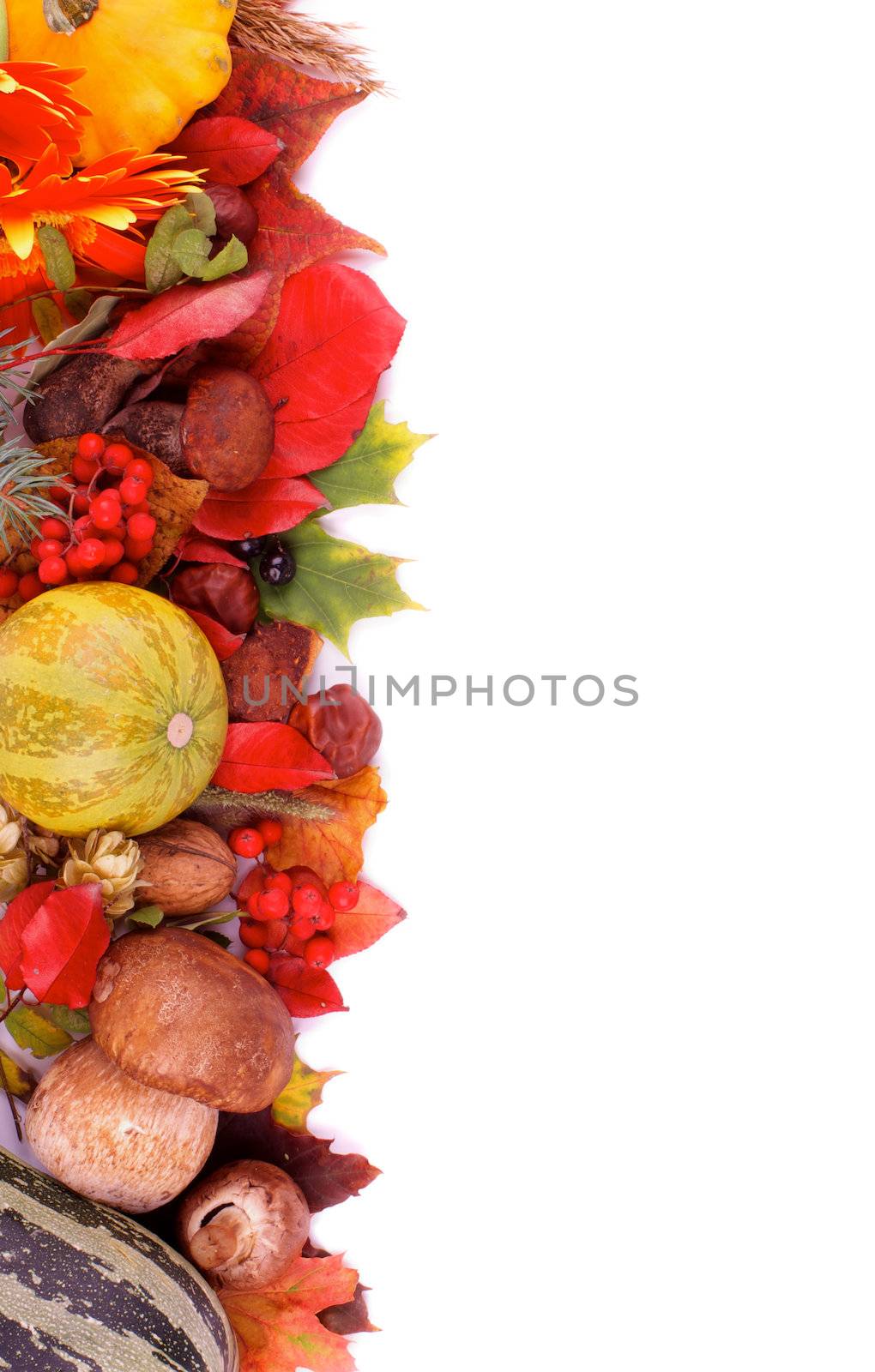 Frame of Various Autumn Leafs, Vegetables, Berries, Mushrooms and Nuts isolated on white background. Top View
