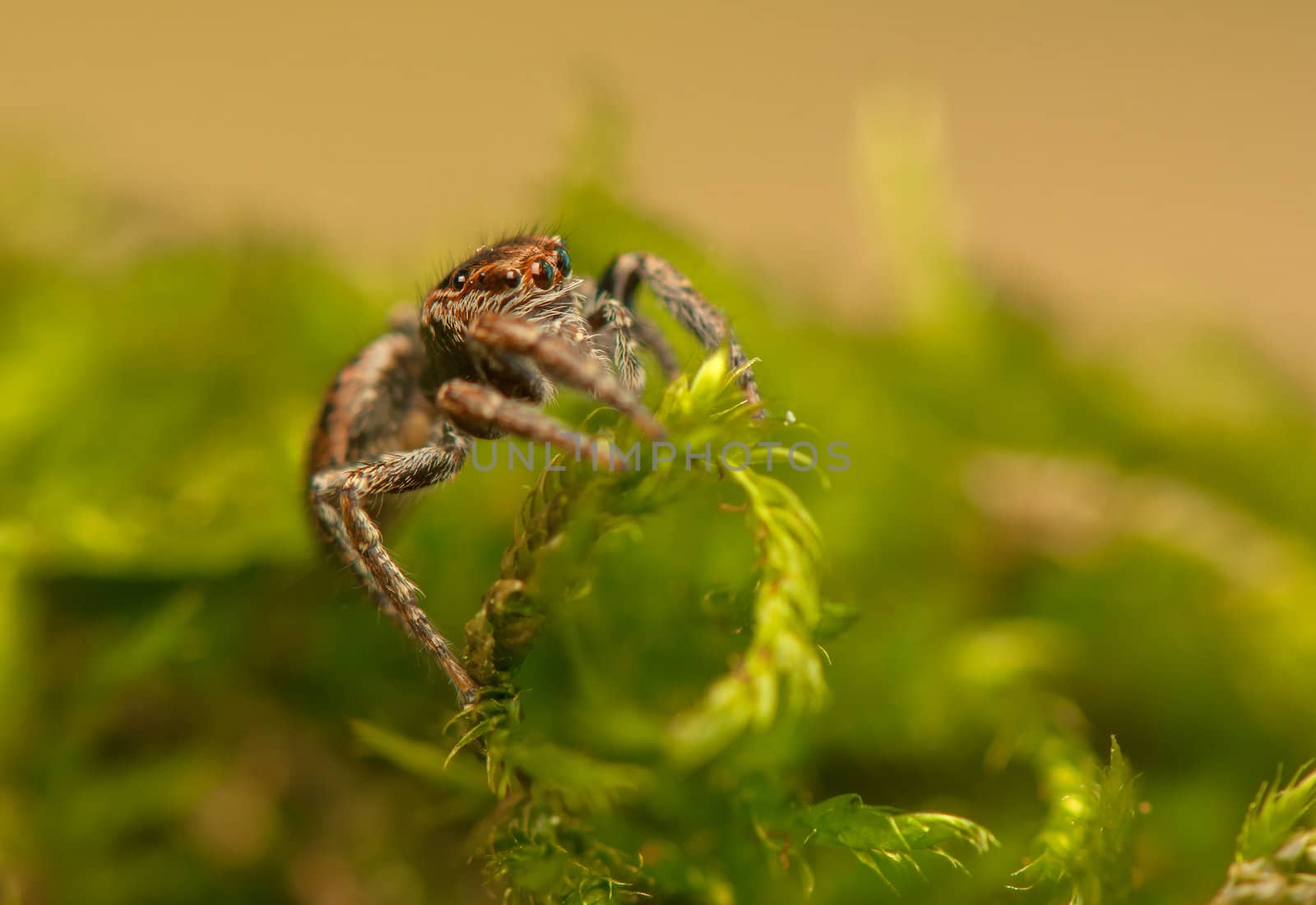 Evarcha - Jumping spider by Gucio_55