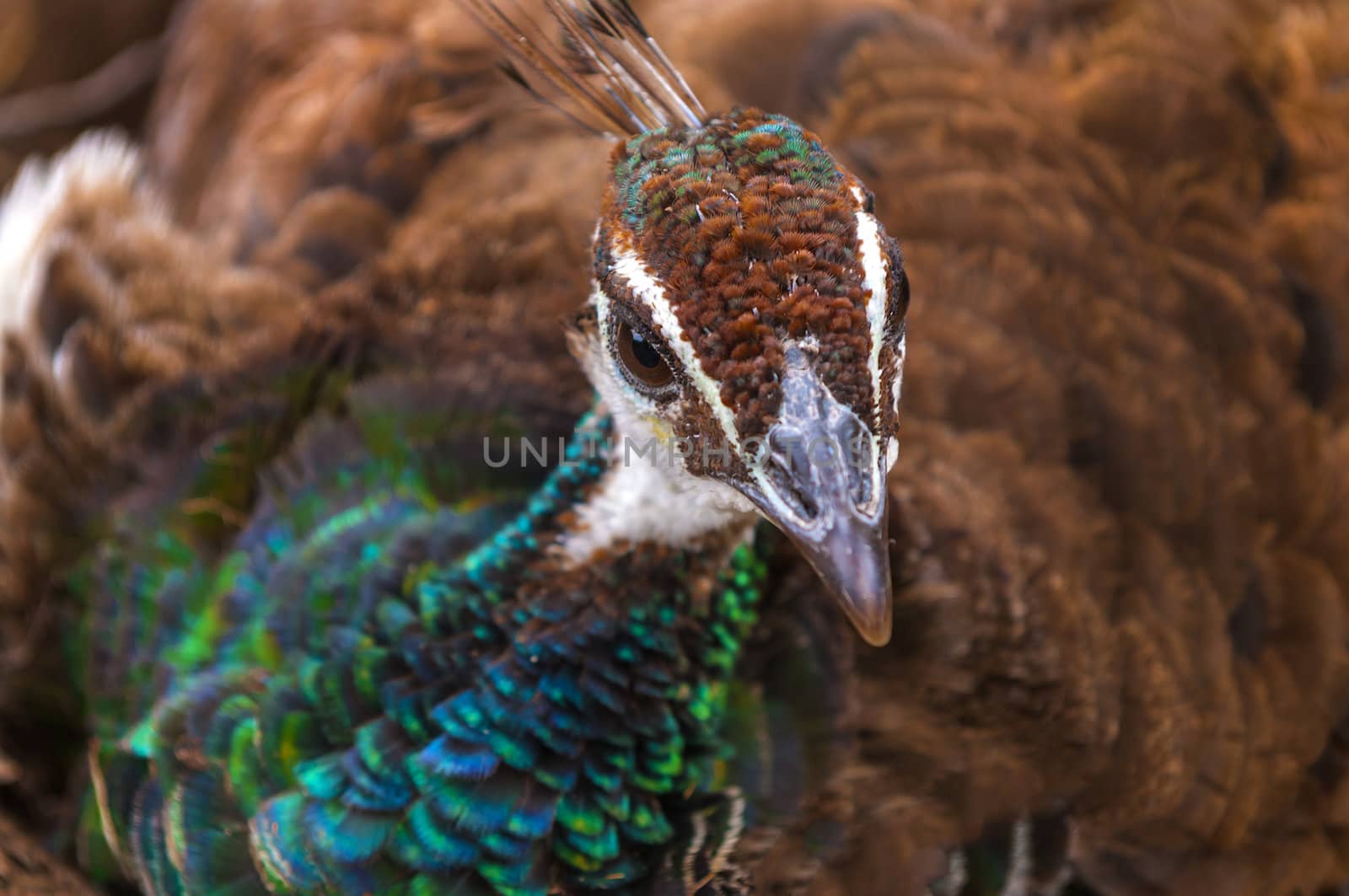 Close-up shot of a beautiful Female Peacock