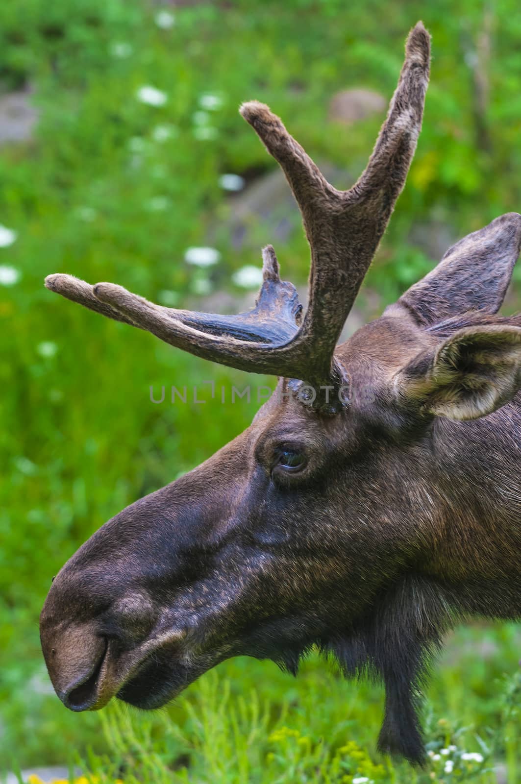 Side view of a Large Moose against green grass