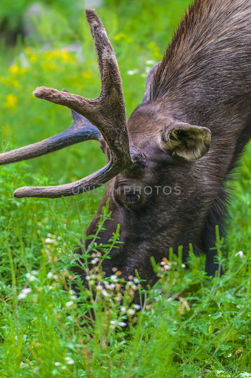 Side view of a Large Moose against green grass