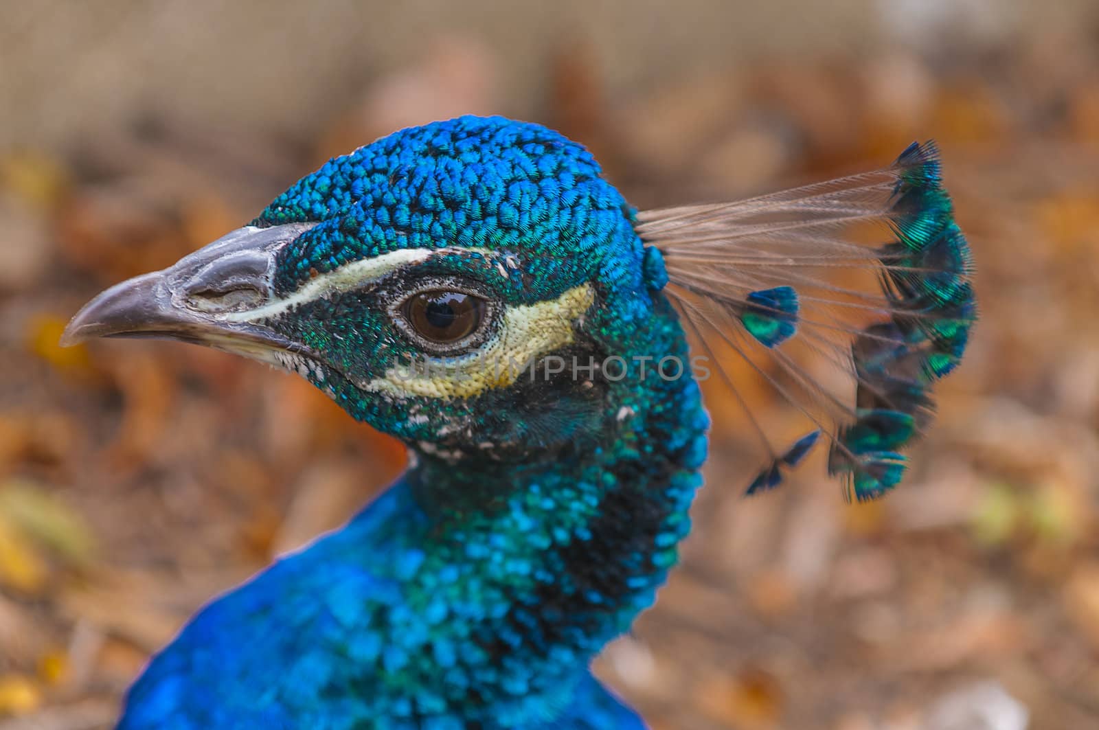 Male Peacock's Head close-up shot