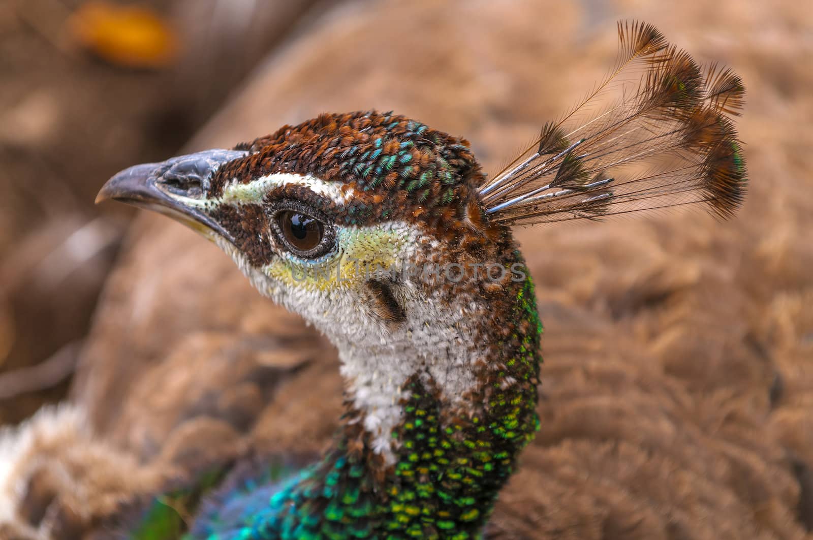 Close-up shot of a beautiful Female Peacock