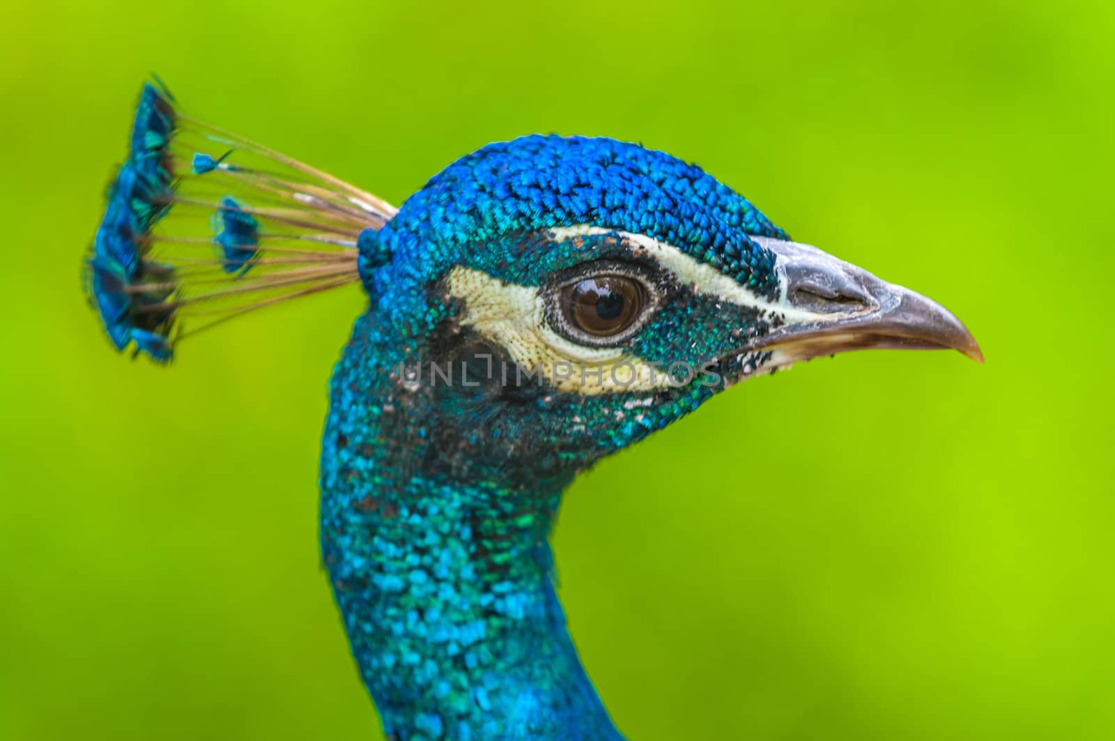 Male Peacock's Head close-up shot