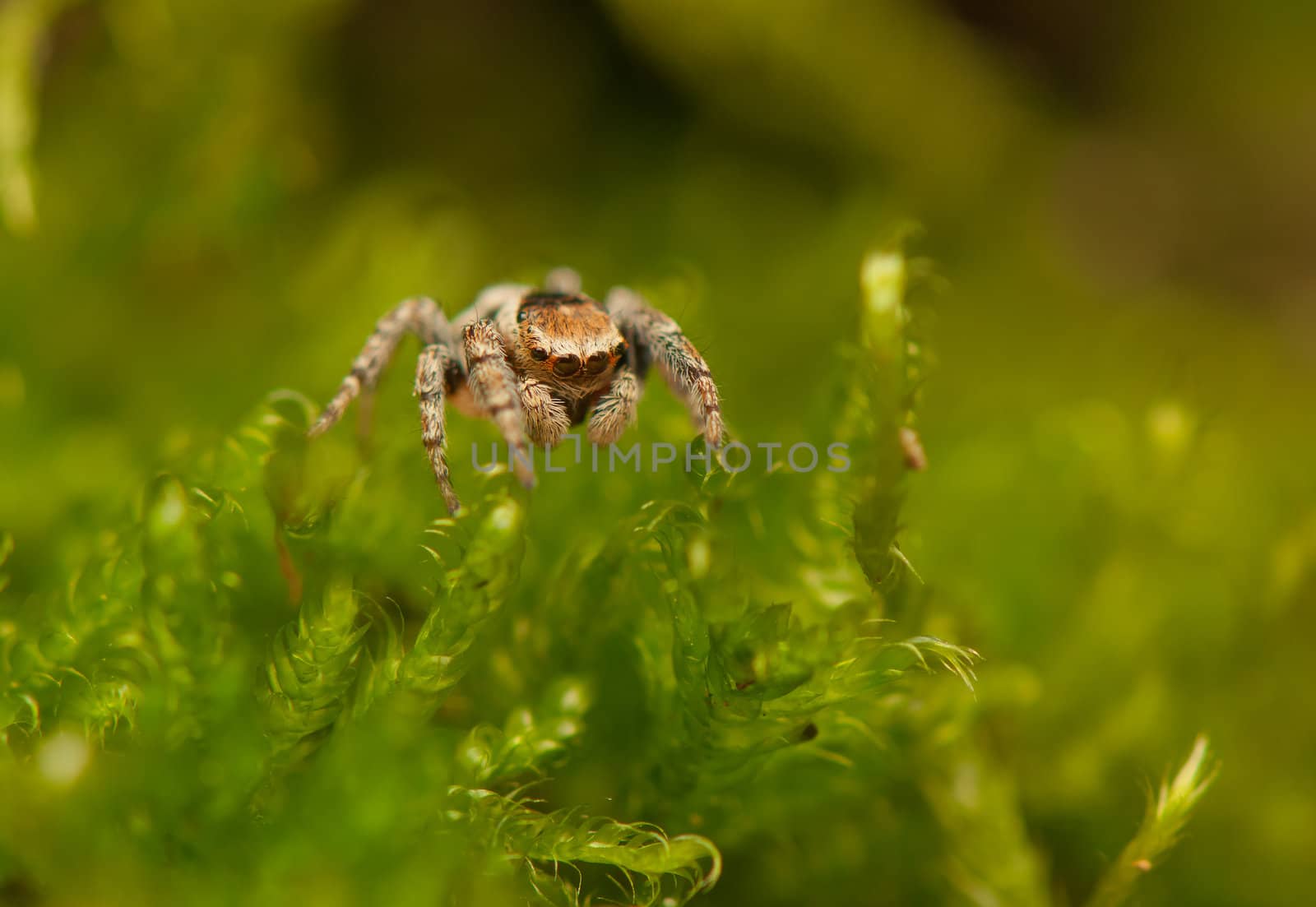 Evarcha - Jumping spider by Gucio_55