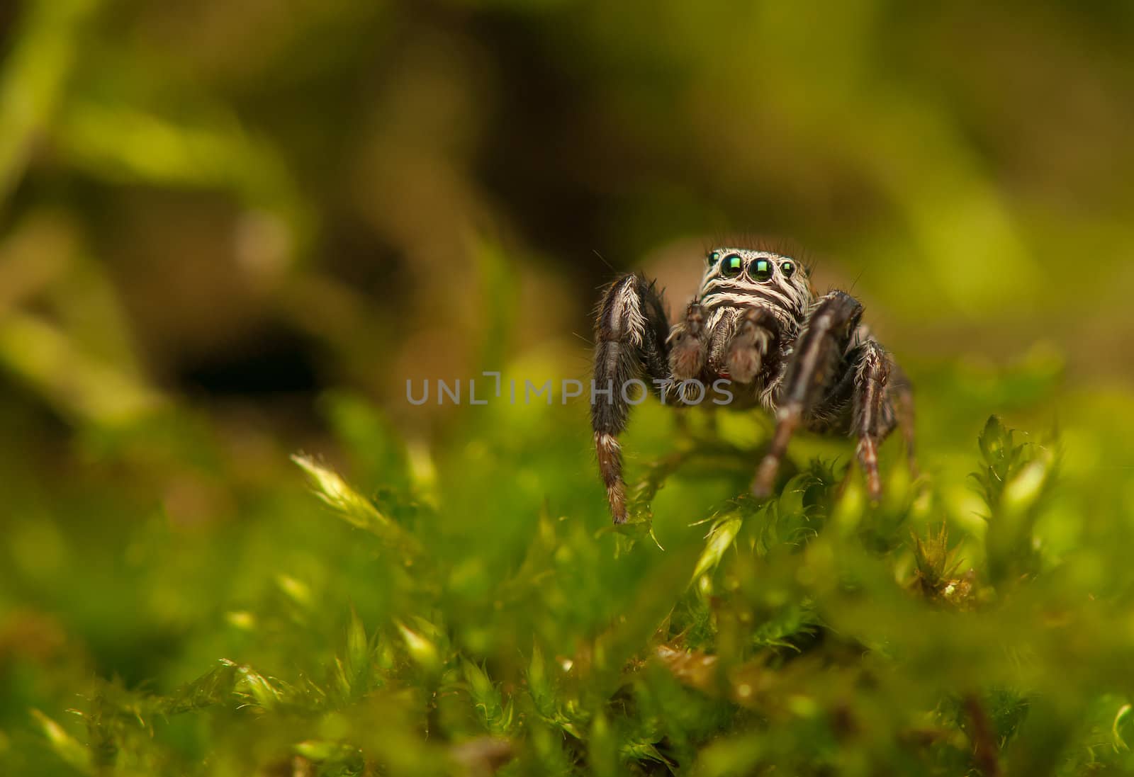 Evarcha - Jumping spider by Gucio_55